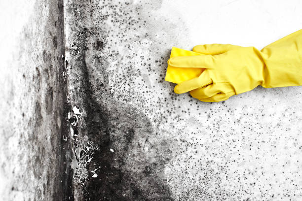 Mold Remediation for Rental Properties in Indian River Shores, FL