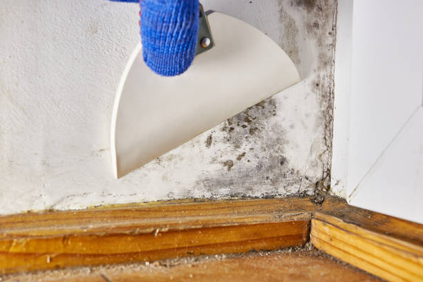 Reliable Indian River Shores, FL Mold Removal Solutions